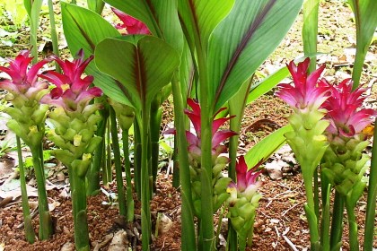 Cây nghệ,nghệ nhà,nghệ trồng,khương hoàng,Curcuma longa,họ gừng,Zingiberaceae,cây thuốc,tác dụng của củ nghệ,củ nghệ làm thuốc,củ nghệ trong ẩm thực