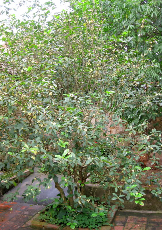 Cây hoa Mộc
