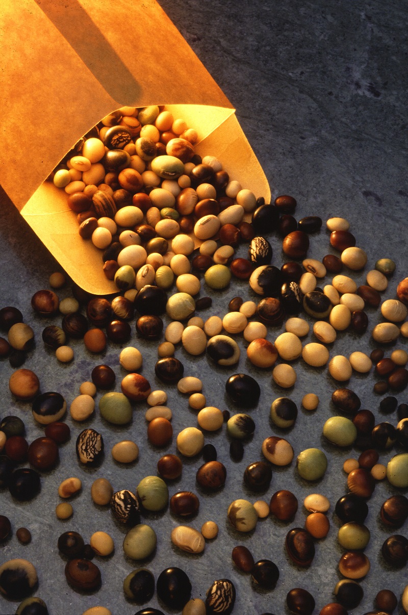 đậu tương,đỗ tương,đậu nành,glycine max,họ đậu,fabaceae