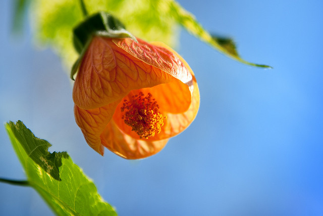 Hoa bụp lồng đèn,bụt lồng đèn,bụp lồng đèn,hoa dâm bụt,hoa râm bụt,bông bụt,bông bụp,Abutilon pictum,Flowering Maple,họ cẩm quỳ,Malvaceae