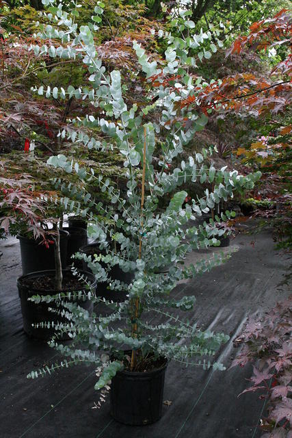 Cây tiền bạc,đô la bạc,Silver dollar,đồng đô bạc,đồng đô la bạc,Eucalyptus cinerea,silver dollar tree