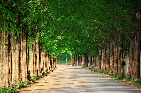 Con đường Thủy sam, Hàn Quốc