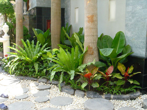 cây tổ chim,cay to chim,tổ chim,cây tổ điểu,ráng ổ phụng,ráng tổ quạ,Asplenium nidus,dương xỉ,Pteridophyta