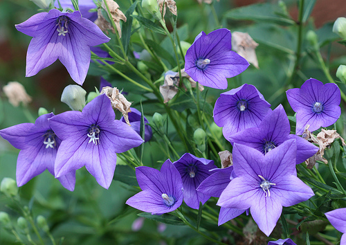 Hoa cát cánh,cát cánh,ý nghĩa hoa cát cánh,Platycodon grandiflorum,Platycodon grandiflorus