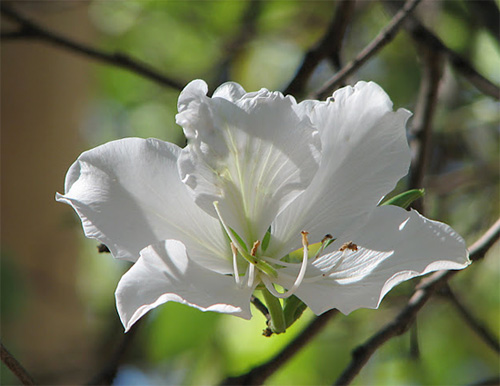 Hoa ban,hoa ban trắng,hoa ban tím,hoa ban hồng,hoa móng bò sọc,hoa ban tây bắc,hoa ban trắng tây bắc,chuyện tình hoa ban