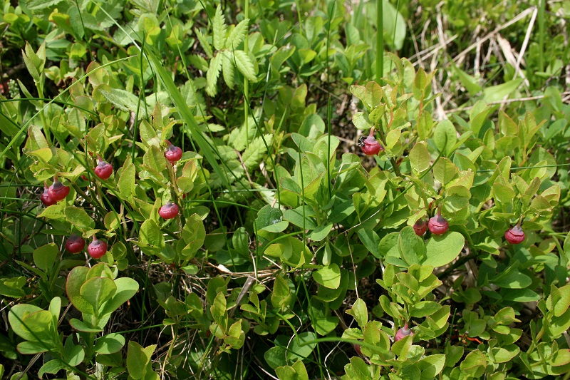 Việt quất đen,việt quất quả đen,việt quất,ỏng ảnh,cây ỏng ảnh,Vaccinium myrtillus,Common Bilberry,Bilberry,tác dụng của quả việt quất,việt quất làm thuốc,việt quất chữa bệnh