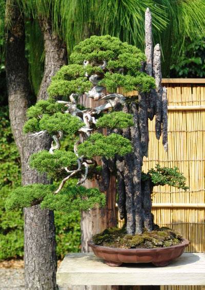 Cây cảnh bonsai đẹp