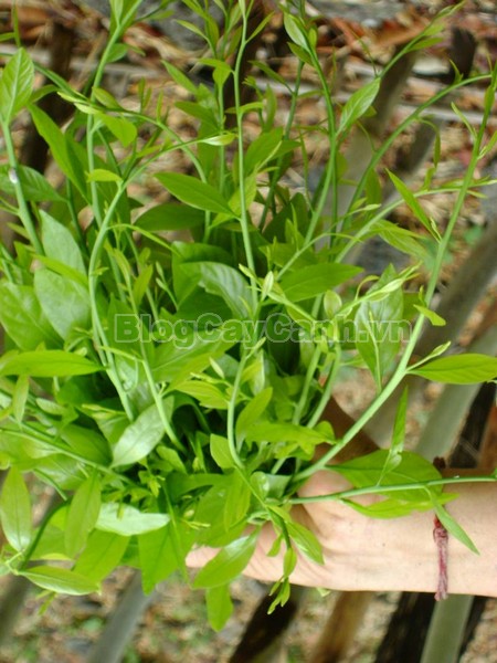 Cây Rau Sắng,cây rau sắng, cay rau sang, công dụng của cây rau sắng, cây mì chính, rau ngọt, cây rau ngót rừng, cây rau ngót quế, cây lai cam, cây tắc sắng, Melientha suavis,