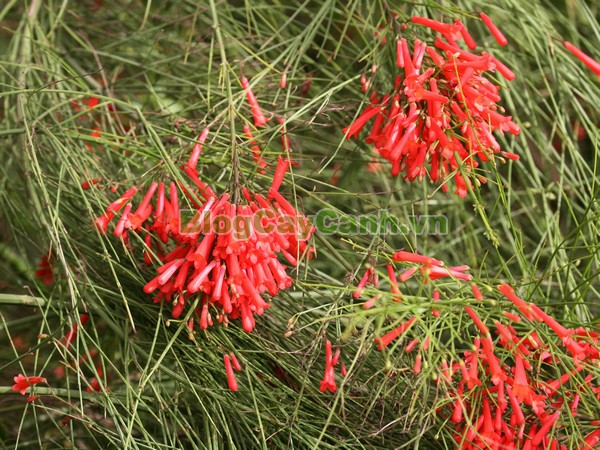 Cây Liễu Tường Hoa Đỏ,cây liễu tường hoa đỏ, họ Hoa mõm sói , Scrophulariaceae., hình ảnh cây liễu tường hoa đỏ, Russelia equisetifomis Schlecht. et Cham., cay lieu hoa do, cây hoa xác pháo, cây xác pháo,