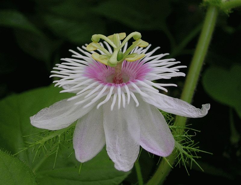 Lạc tiên,cây lạc tiên,cây lạc,cây/dây nhãn lồng,dây chùm bao,Passiflora foetida,họ lạc tiên,cây dây leo,cây leo