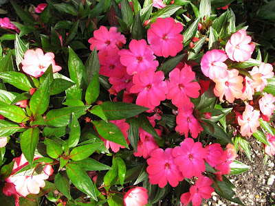 Mai địa thảo,mai dạ thảo,mai dia thao,hoa mai,Impatiens walleriana,bóng nước,Balsaminaceae,hoa ngày Tết