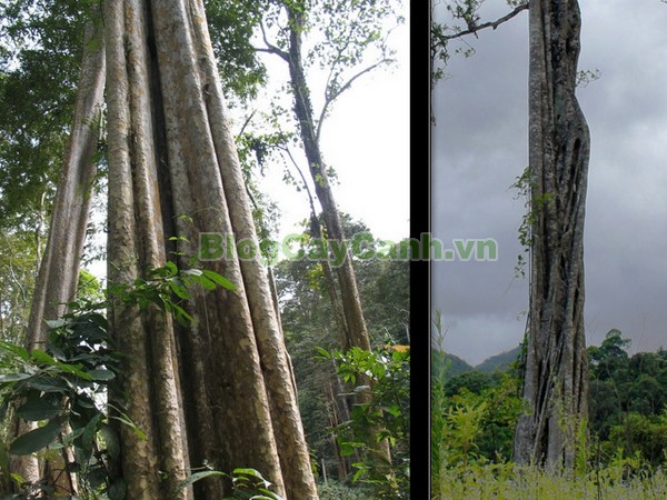 Cây Săng Lẻ,cây săng lẻ, cay sang le,Lagerstroemiatomentsa Presl, họ bằng lăng, họ Lythraceae, cây săng lẻ cổ thụ,