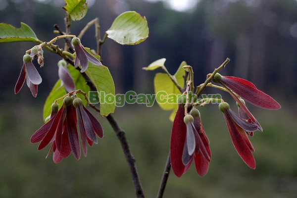 Cây Chò Đen,cây chò đen, Parashorea stellata Kurz., thuộc họ Dầu, họ Dipterocarpaceae, cây chò, chò đen, cay cho den,