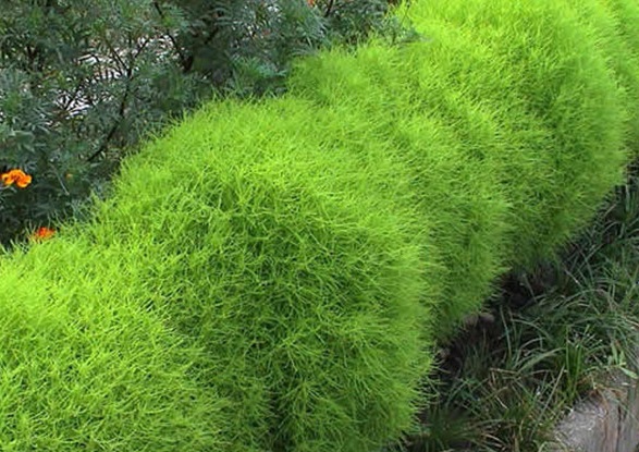Kochia Scoparia,Bassia scoparia,Summer Cypress,cỏ Kochia,họ Dền,Amaranthaceae