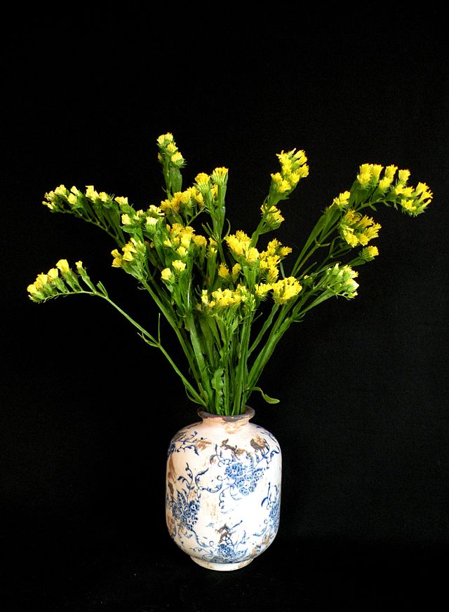 Hoa Salem,salem,Limonium sinuatum,Limonium,Statice,Sea Lavender,Notch Leaf Marsh Rosemary,Marsh Rosemary,Sea Pink,biển hồng,Wavy Leaf Sea Lavender,họ đuôi công,Plumbaginaceae,ý nghĩa của hoa salem