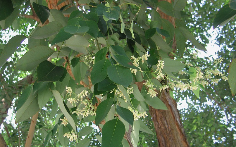 Cây trắc,trắc,cây gỗ trắc,gỗ trắc,cẩm lai Nam Bộ,Dalbergia cochinchinensis