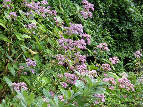 Cây Thường Sơn,cây thường sơn, cây thường sơn chữa sốt rét, công dụng của cây thường sơn, cây thường sơn chữa bệnh, tác dụng của cây thường sơn, cây khởi tía, cây tê quân, cây nam thường sơn, cây bạch thường sơn, cây thường sơn tía, cây hoàng thường sơn, cây thực tất, cây áp niệu thảo, cây kê niệu thảo ,Dichroa febrifuga Lour., họ Tú cầu, họ Thường Sơn,Hydrangeaceae,.