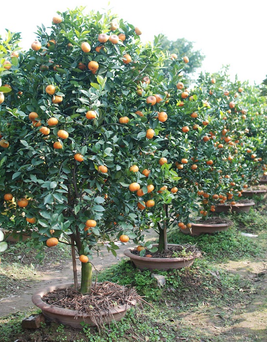 Cây quýt