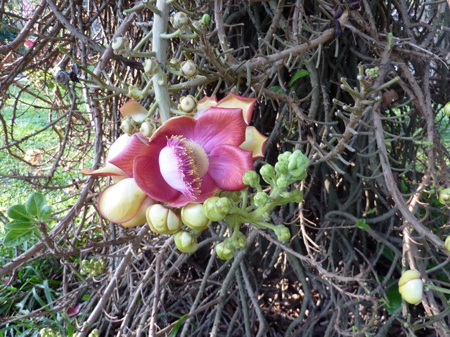 Cây sala,Sa La,sala,cay sala,cây ngọc kỳ lân,cay ngoc ky lan,cây đầu lân,cây hàm rồng,cây sala,Couroupita guianensis