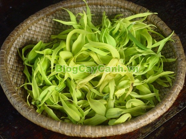 Cây Ngọc Lan Tây (Cây Hoàng Lan),cây ngọc lan tây, Cananga odorat, Chi Công chúa, chi Cananga, cay ngoc lan tay, cay hoang lan, cây hoàng lan, hoàng lan, Ylang công chúa, ngọc lan tây, cây hoa ngọc lan tây, tinh dầu hoa ngọc lan tây, công dụng cây ngọc lan tây, cây ylang-ylang ,