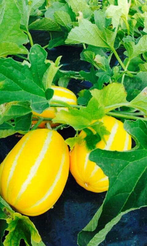 Dưa gang,dưa hoàng kim,cây ăn quả,cucumis sativus var. conomon,dưa chuột,dưa leo,họ bầu bí,cucurbitaceae