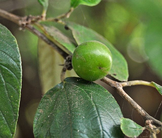 Quả táo ta