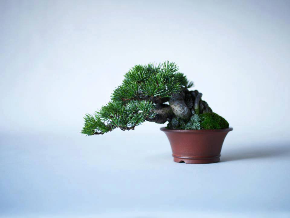 Cây cảnh bonsai đẹp