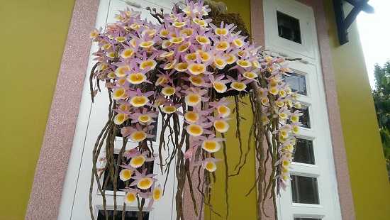 Hoa lan hoàng thảo long tu