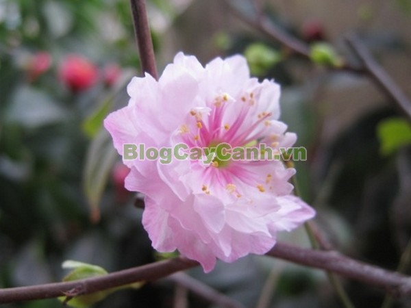 Cây Nhất Chi Mai (Cây Mai Trắng),cây nhất chi mai, họ hoa hồng, Prunus mume Sieb. & Zucc,cây bạch mai, cây hàn mai, cây lưỡng nhị mai, cây nhị độ mai, cây mai trắng, hình ảnh cây nhất chi mai, cây nhất chi mai chữa bệnh, cây nhất chi mai chơi tết, cây mai trắng,