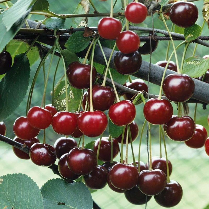 Cherry,cây cherry,cây anh đào,quả anh đào,cây ăn quả