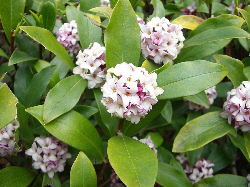 Thụy hương,bồng lai tử,phong lưu thụ,Daphne odora,Daphne