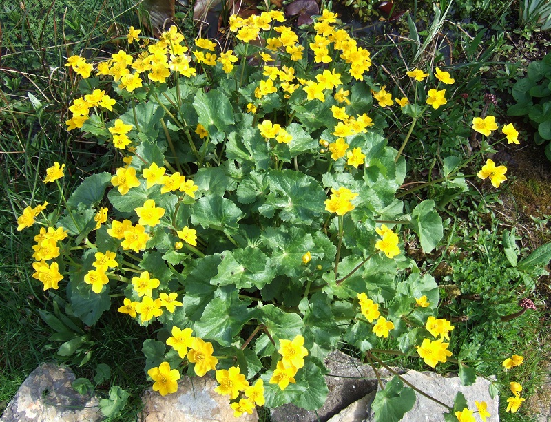 Vị kim đất ẩm,Caltha palustris,họ mao lương,họ hoàng liên,Ranunculaceae