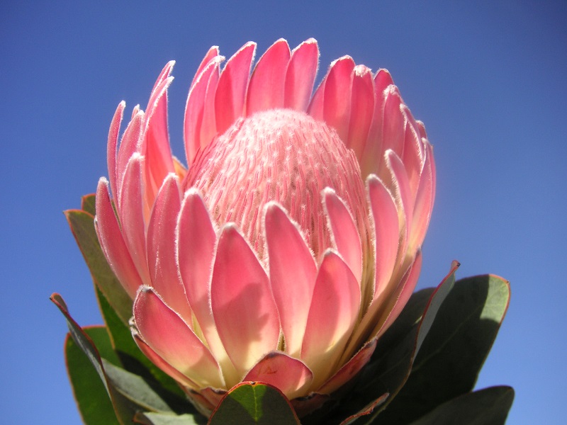 Hoa protea,king protea,quốc hoa Nam Phi,Honeypot,hoa bình mật,King Sugar Bush,Đường thảo Hoàng đế