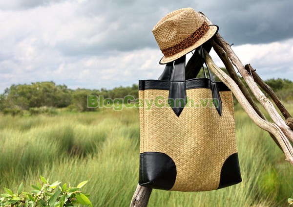 Cây Cỏ Bàng (Cây cói bàng),cỏ bàng, công dụng của cây cỏ bàng, cây cỏ bàng, cây bàng, cây cói bàng, Lepironia articulata, chi Lepironia, họ Cói,Cyperaceae,