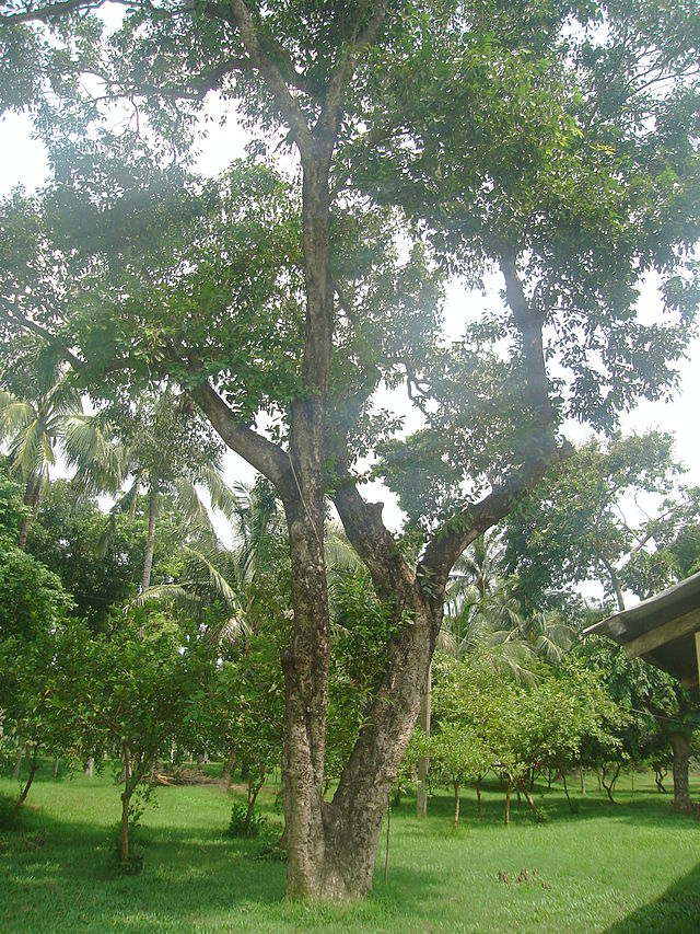 Cây trâm,trâm mốc,trâm vối,vối rừng,Syzygium cumini,Jamblon,Jamelonier
