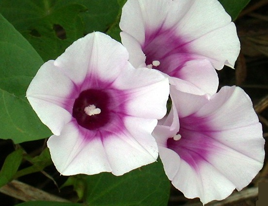 Khoai lang,Ipomoea batatas,củ khoai lang,các loại khoai lang,khoai lang tím,khoai lang ruột đỏ,khoai lang ruột vàng,công dụng y học của khoai lang,tác dụng của khoai lang,khoai lang Hoàng Long,khoai lang lệ cần,khoai lang tím Nhật,khoai lang tím Nhật ở Bình Tân,họ bìm bìm,Ipomoea,Convolvulaceae