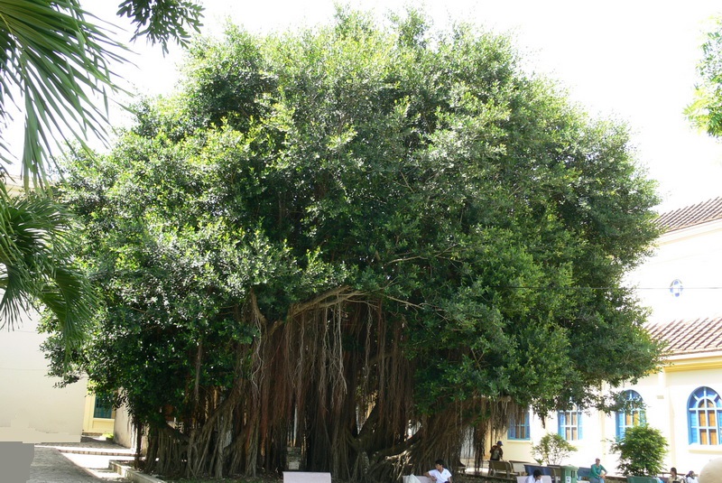 Cây Si - Cây Gừa