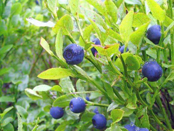 Việt quất đen,việt quất quả đen,việt quất,ỏng ảnh,cây ỏng ảnh,Vaccinium myrtillus,Common Bilberry,Bilberry,tác dụng của quả việt quất,việt quất làm thuốc,việt quất chữa bệnh