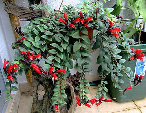 Cây Son Môi,Kim Ngư,cây Môi Son,lan Môi Son,lan Son Môi,cây Hoa Son Môi,Aeschynanthus lobbiana,Lipstick Plant,họ Tai Voi,Gesneriaceae