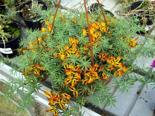 Hoa mỏ vẹt,mỏ vẹt,Lotus berthelotii,họ đậu,Fabaceae,hoa quý hiếm,hoa đẹp