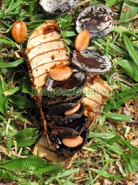 Cây Ô Môi,cây ô môi, hình ảnh cây ô môi, công dụng cây ô môi, cay o moi, cây ô môi chữa bệnh, cách trồng và chăm sóc cây ô môi,