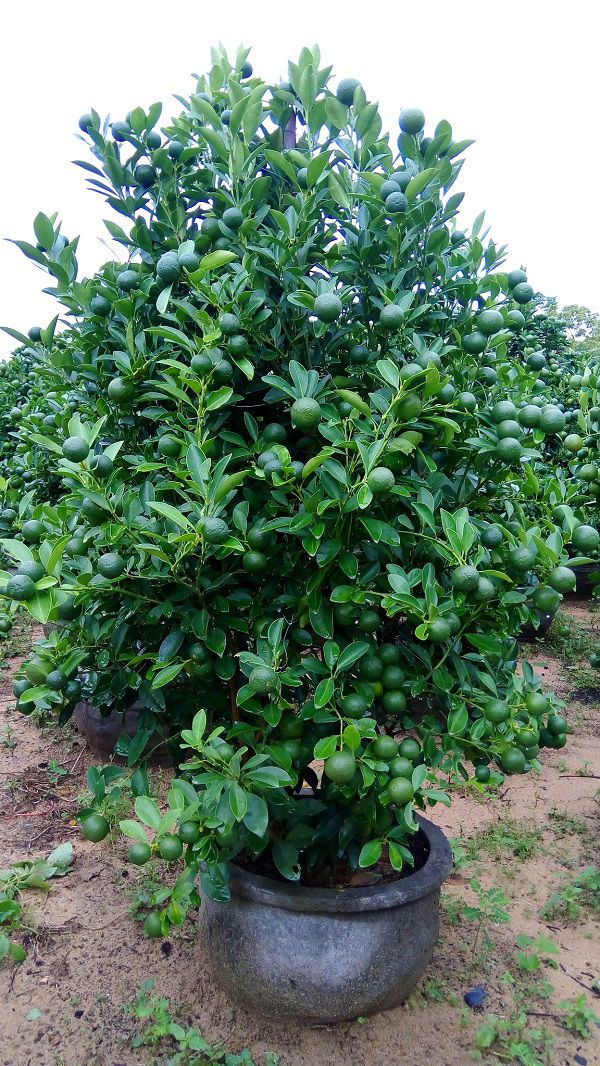 Cây quất Tết,Quất Tết Đinh Dậu