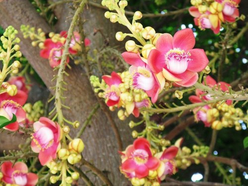 Cây sala,Sa La,sala,cay sala,cây ngọc kỳ lân,cay ngoc ky lan,cây đầu lân,cây hàm rồng,cây sala,Couroupita guianensis