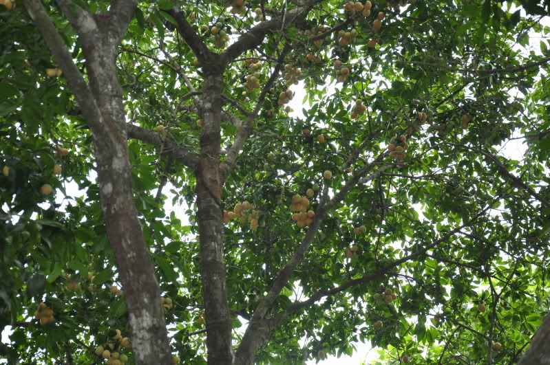 Thanh trà,cây thanh trà,thanh trà ghép,Bouea gandaria Blume,Bouea macrophylla Griff,Anacardiaceae,Sapindales,Marian plum,Gandaria,Marian mango,Plum mango,cây ăn quả