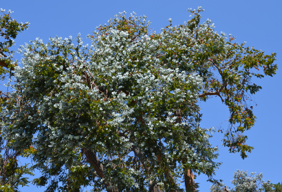 Cây tiền bạc,đô la bạc,Silver dollar,đồng đô bạc,đồng đô la bạc,Eucalyptus cinerea,silver dollar tree
