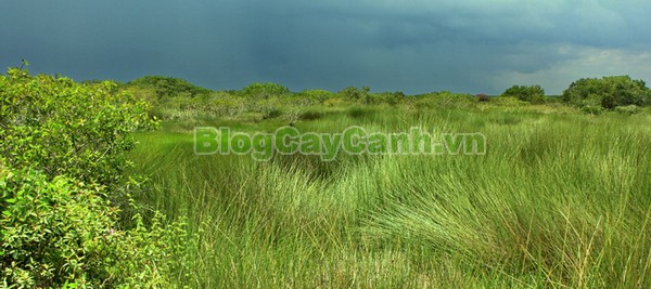 Cây Cỏ Bàng (Cây cói bàng),cỏ bàng, công dụng của cây cỏ bàng, cây cỏ bàng, cây bàng, cây cói bàng, Lepironia articulata, chi Lepironia, họ Cói,Cyperaceae,