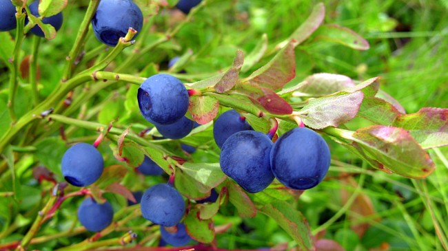 Việt quất đen,việt quất quả đen,việt quất,ỏng ảnh,cây ỏng ảnh,Vaccinium myrtillus,Common Bilberry,Bilberry,tác dụng của quả việt quất,việt quất làm thuốc,việt quất chữa bệnh
