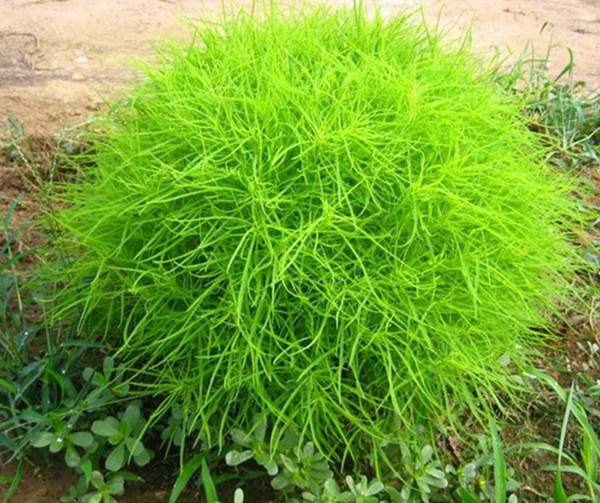 Kochia Scoparia,Bassia scoparia,Summer Cypress,cỏ Kochia,họ Dền,Amaranthaceae