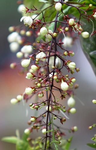 Cây ngọc minh châu,ngọc minh châu,cây ngày Tết,cây phong thủy