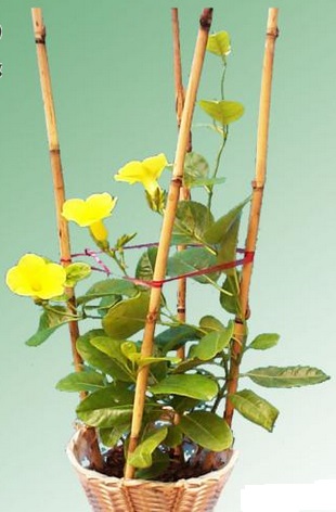 Cây huỳnh đệ
